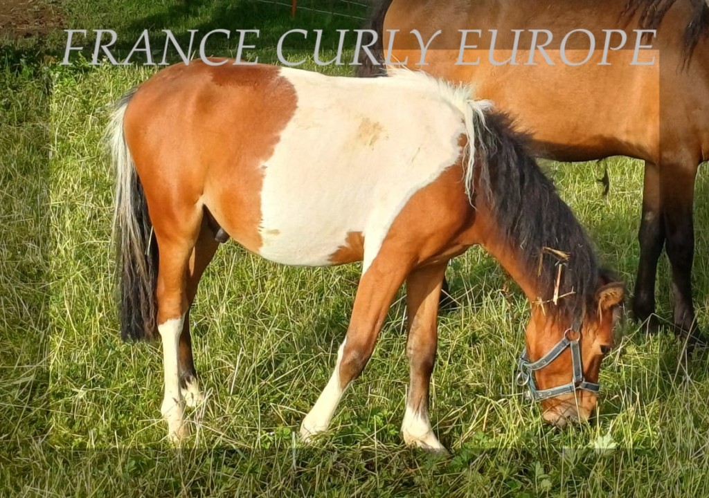 PONEY CURLY HONGRE (18A)GERM