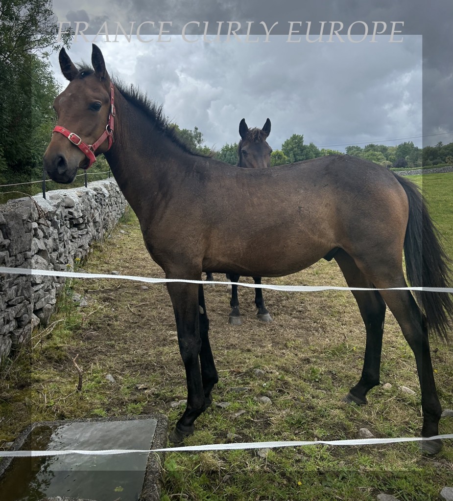 POULAIN CURLY (14B) irland - EXO TVA