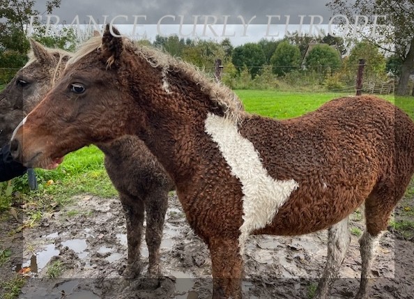 CURLY PONY (15APC)BE